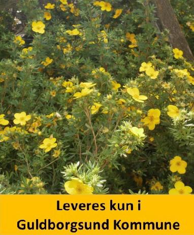 Potentilla Goldfinger C3