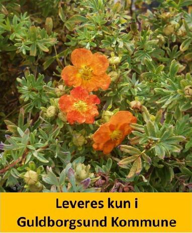 POTENTILLA RED ACE