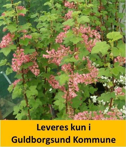 Ribes sang. King Edward VII C5 80-100 cm