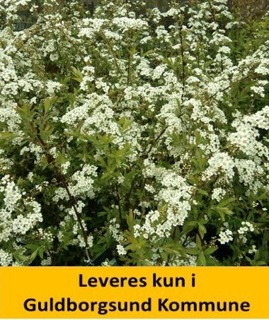 Spiraea cin. Grefsheim C5