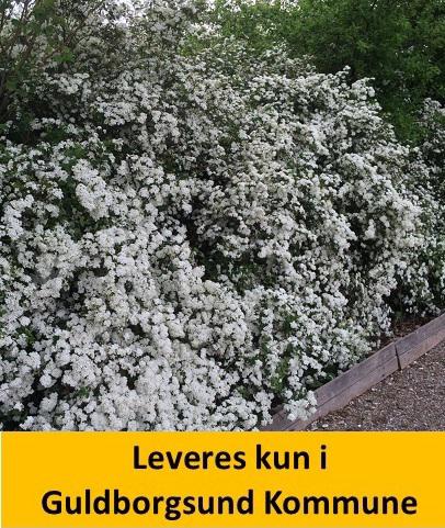 Spiraea vanhouttei