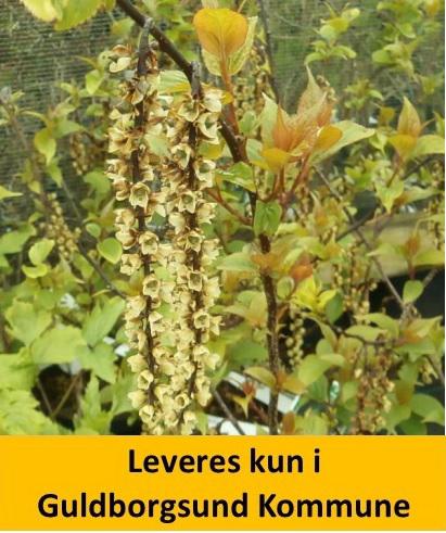 Stachyurus Celina