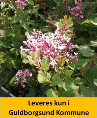 SYRINGA BLOOMERANG PINK PERFUM