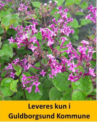SYRINGA BLOOMERANG DARK PURPLE