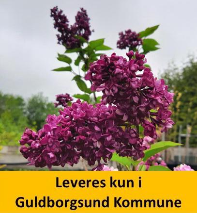 Syringa vulg. Charles Joly C5 60-80