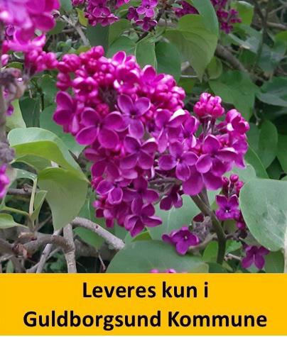 Syringa vulg. Ludwig Späth C5 60+ cm.