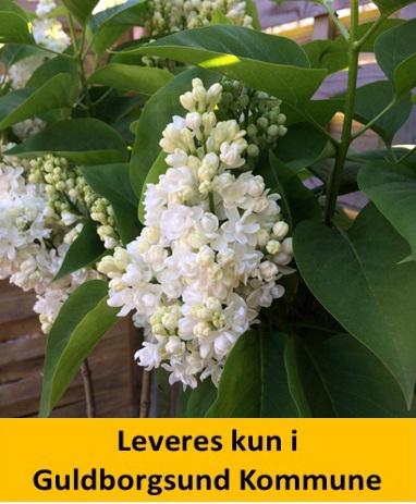 SYRINGA VUL. MME. LEMONIE