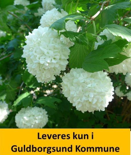 VIBURNUM OPULUS ROSEUM