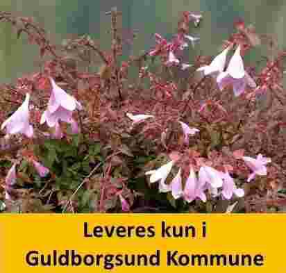 ABELIA PINKY BELLS PW