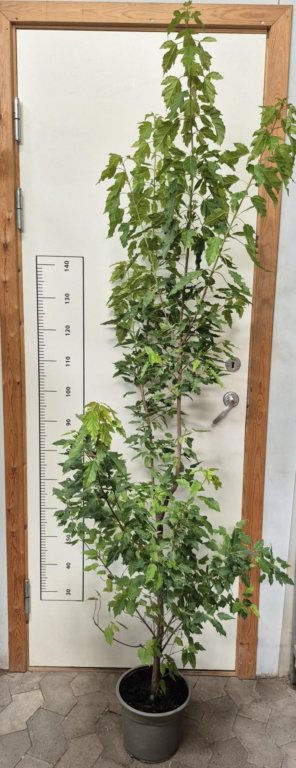 Acer Ginnala