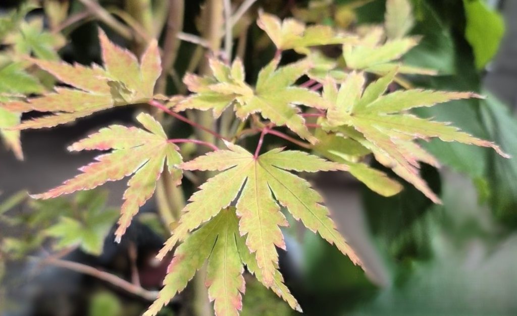 ACER PALM. SANGOKAKUI