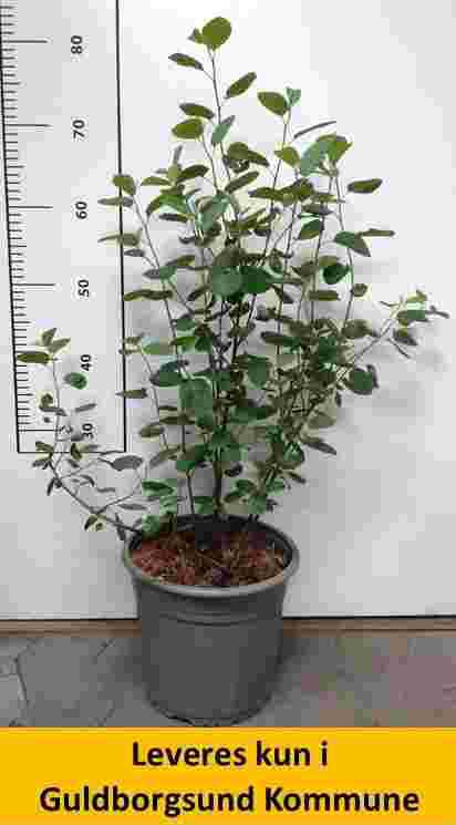 Amelanchier spicata C3,5 40-50 cm.