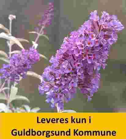 Buddleia Dav. Ellens Blue C5