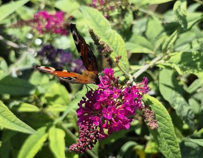 Buddleia dav. Mrs. Ruby