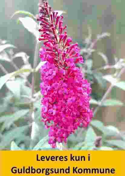 Buddleia dav. Mrs. Ruby