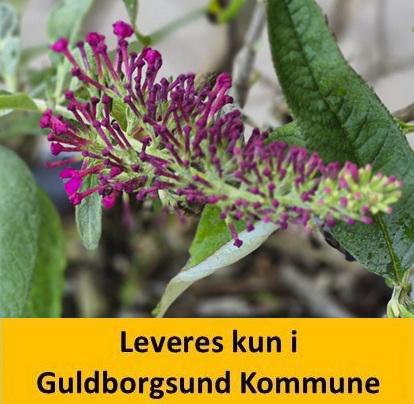 Buddleia dav. Queen Of Hearts