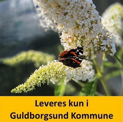 Buddleia Dav. White Profusion