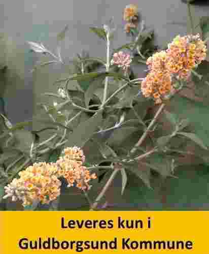 Buddleia wey. Sungold