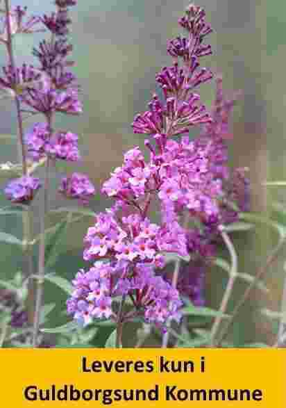 BUDDLEJA BLÅVINGE