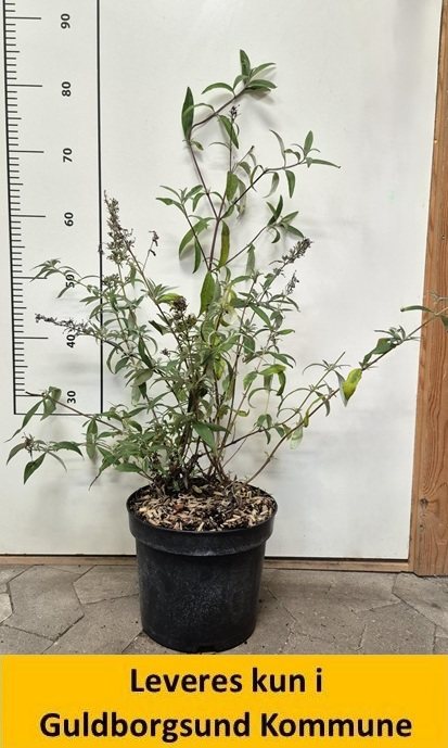 BUDDLEJA dav. 3 sorter i èn