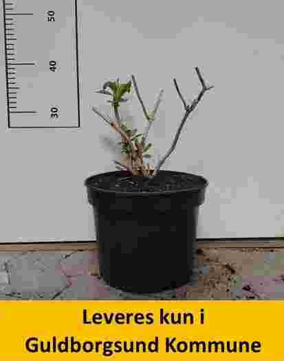 Buddleja Dav. Free Petite Blue Heaven