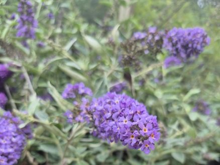 Buddleja Dav. Free Petite Blue Heaven