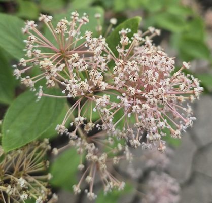 Ceanothus Pal. Marie Simon