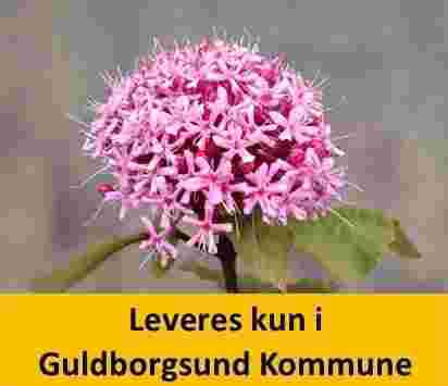 Clerodendrum bungei Pink Diamond 50/60 C