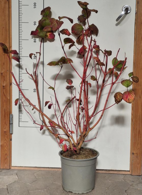 Cornus alba Sibirica