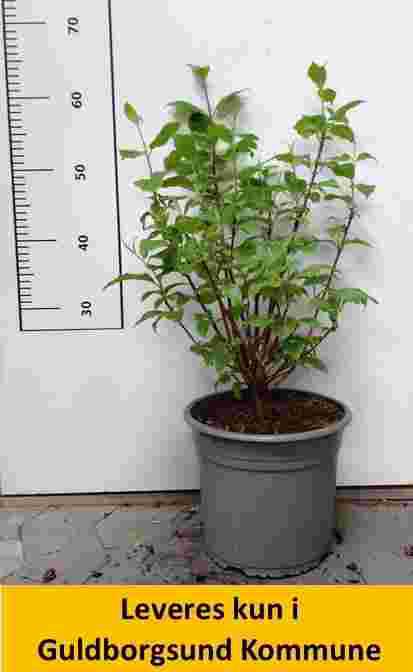 Cornus alba Sibirica