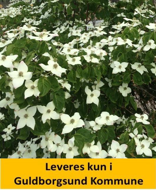 CORNUS KOUSA MILKY WAY 60-80