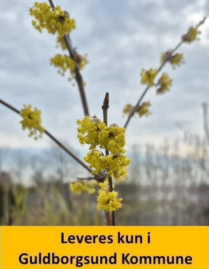 Cornus mas