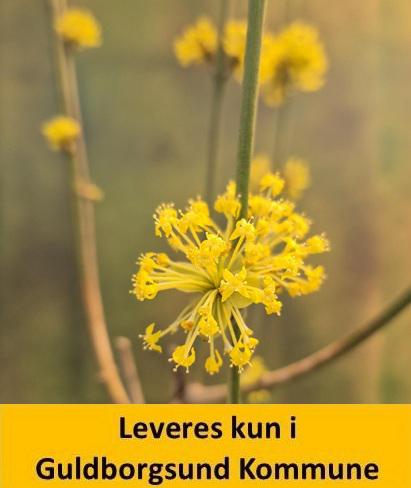 CORNUS mas JOLICO