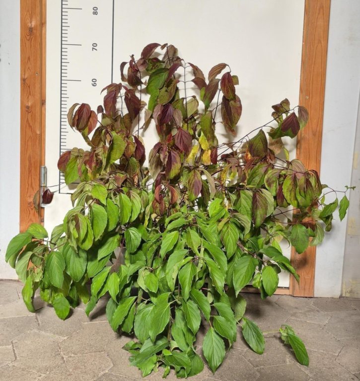 CORNUS SERICEA KELSEYI