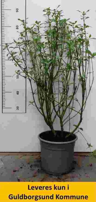 Cornus stol. Flaviramea.