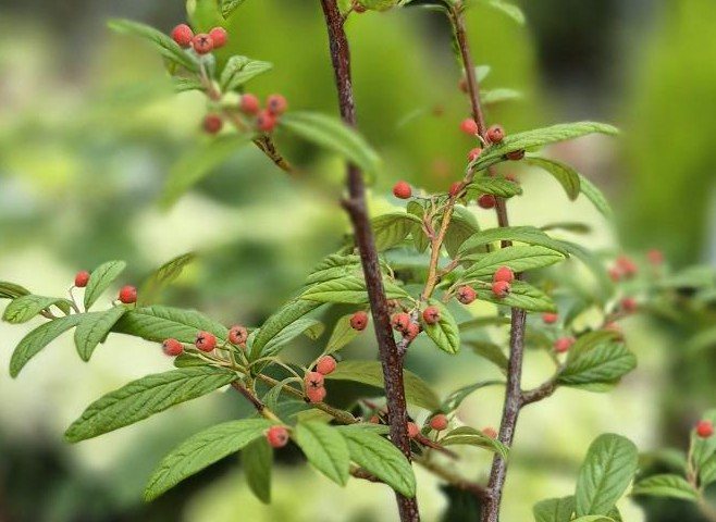Cotoneaster Salici. Floccosus