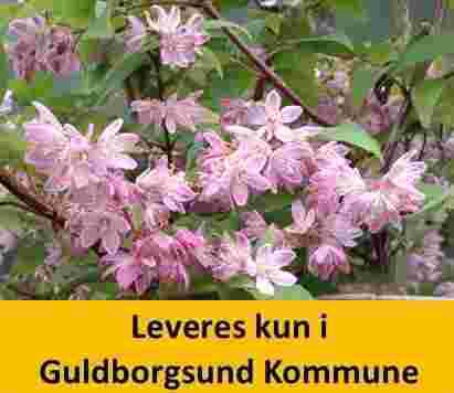 DEUTZIA MAG. STRAWBERRY FIELDS