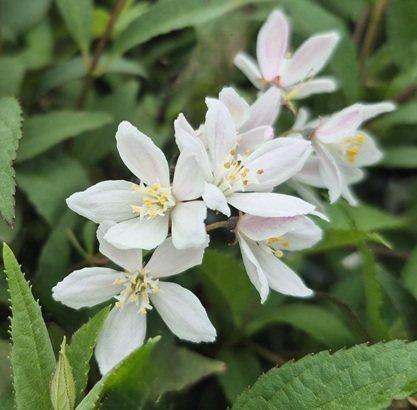 DEUTZIA YUKI CHERRY BLOSSOM PW