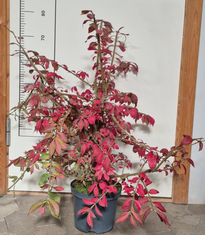Euonymus Alatus