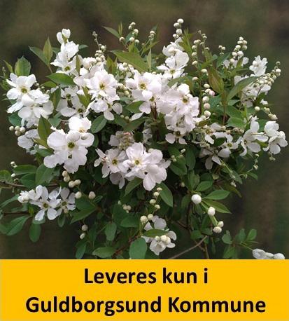 EXOCHORDA RACEMOSA BLUSHING PEARL