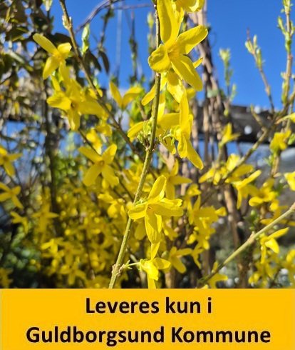 FORSYTHIA Weekend