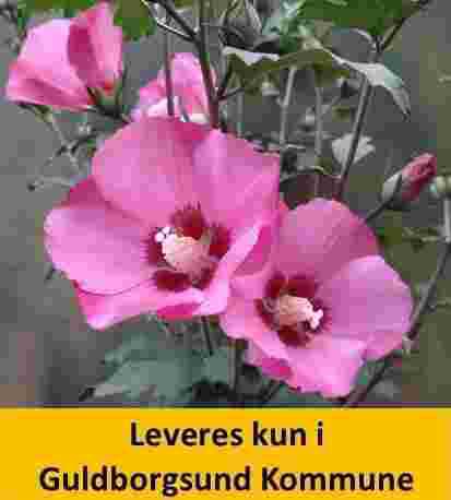 HIBISCUS syriacus PINK GIGANT