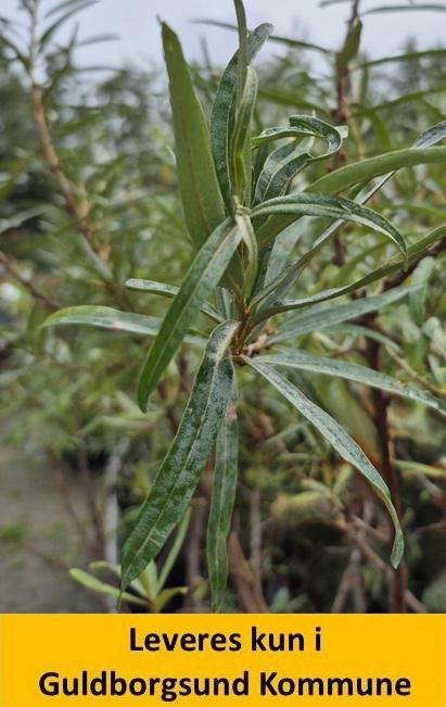 Hippophae rhamn. Pollmix 3 hanpl.