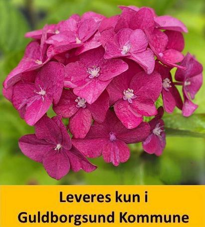 Hydrangea mac. Green Shadow