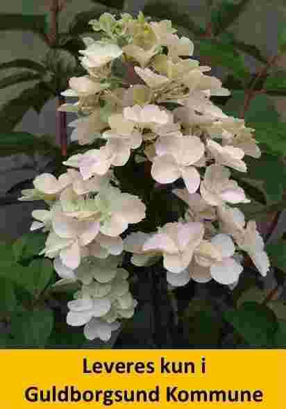 HYDRANGEA pan. FRAISE MELBA