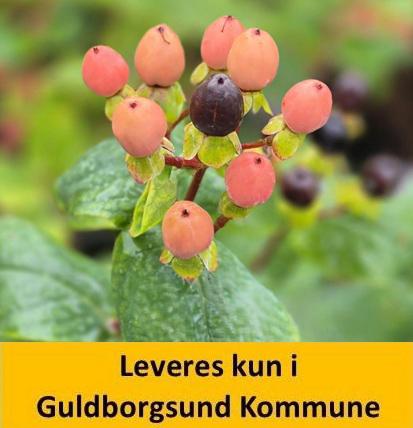 Hypericum Miracle Blossom