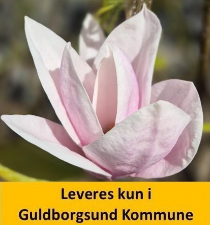 Magnolia Heaven Scent C12 125-150