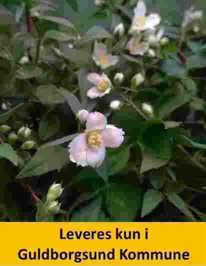 PHILADELPHUS LEMOINEI