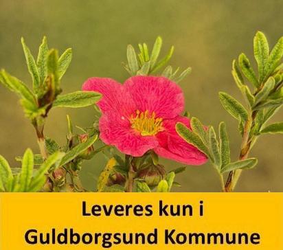 POTENTILLA frut. BELLISSIMA