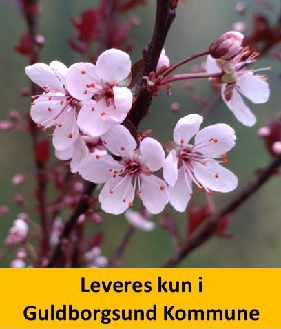 Prunus Cistena